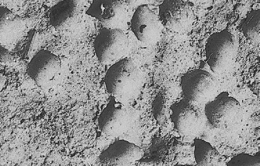 Empreintes de millet du site Togolok-21 sous microscope (photo by Prof. Bakels)